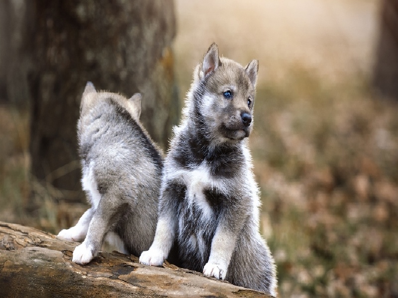 试管之前献血了，试管双胎的费用